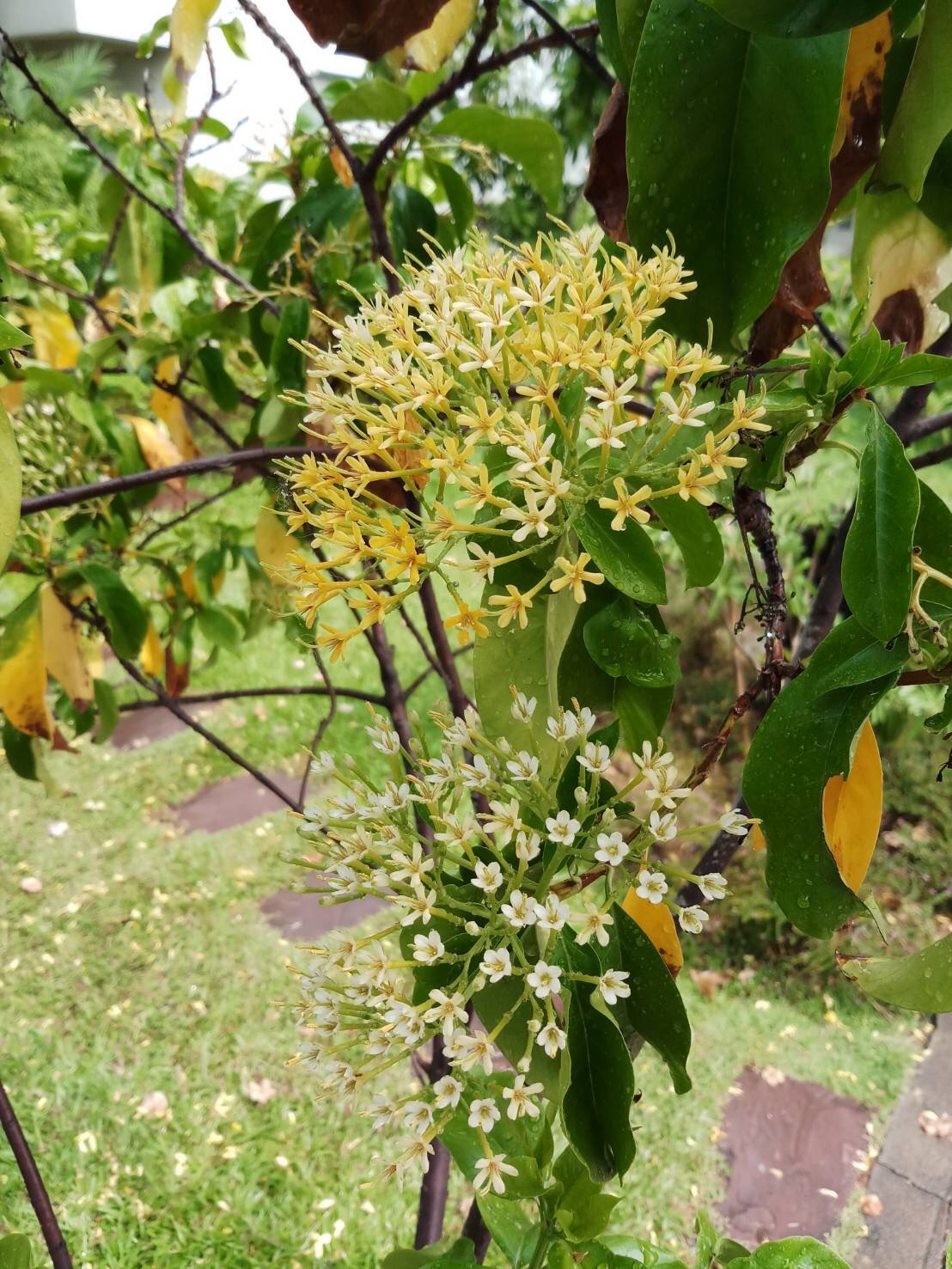 หอมเจ็ดชั้น Tarenna fragrans (Blume) Koord. & Valeton <br/>RUBIACEAE